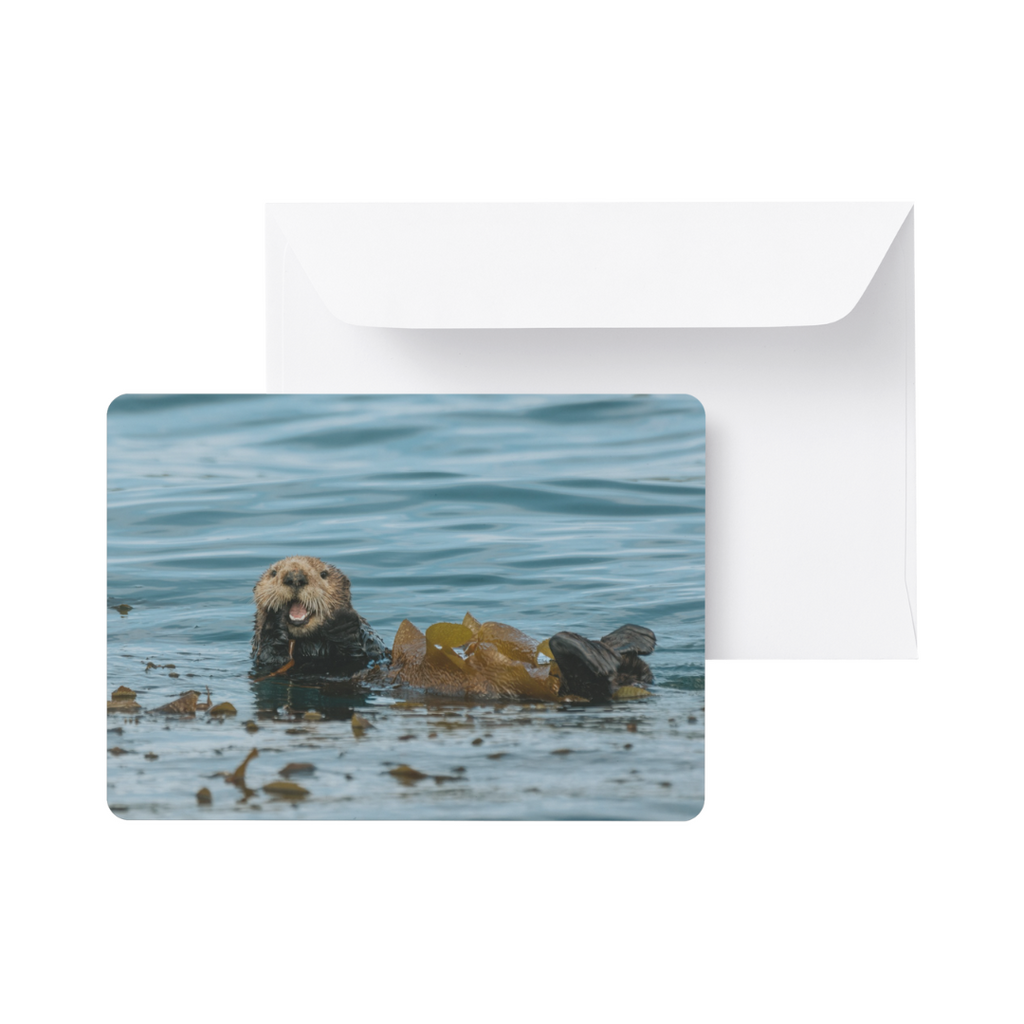 Note Card / Postcard - Kimberley Kufaas Photography Kimberly Kufaas Photography